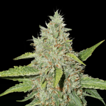 Northern Lights (SeedStockers Seeds) Cannabis Seeds