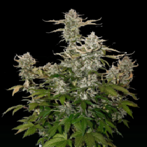 Candy Dawg Auto (SeedStockers Seeds)DAILYDEAL Cannabis Seeds