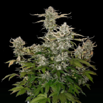Candy Dawg Auto (SeedStockers Seeds) Cannabis Seeds