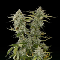 Candy Dawg (SeedStockers Seeds) Cannabis Seeds