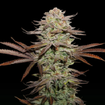 Superior Sticky Fingers Auto (SeedStockers Seeds)DAILYDEAL Cannabis Seeds