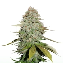 Sticky Monkey GG#4 (SeedStockers Seeds) Cannabis Seeds