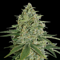 Super Skunk (SeedStockers Seeds) Cannabis Seeds