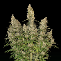 White Widow Auto (SeedStockers Seeds) Cannabis Seeds