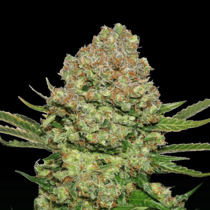 White Widow (SeedStockers Seeds) Cannabis Seeds