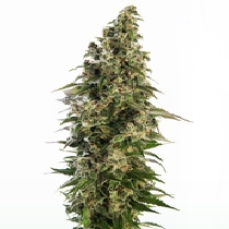 Afghani #1 Automatic (Sensi Seeds) Cannabis Seeds