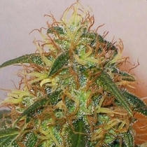 Afghani #1 (Sensi Seeds) Cannabis Seeds