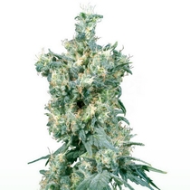 American Dream (Sensi Seeds) Cannabis Seeds