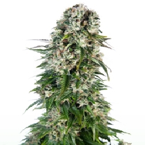 Big Bud Automatic (Sensi Seeds) Cannabis Seeds