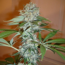 Big Bud regular (Sensi Seeds) Cannabis Seeds