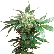 Black Domina (Sensi Seeds) Cannabis Seeds