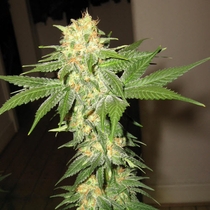California Indica (Sensi Seeds) Cannabis Seeds