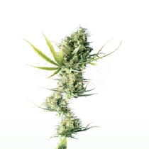 Durban (Sensi Seeds) Cannabis Seeds