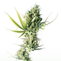 Durban (Sensi Seeds) Cannabis Seeds