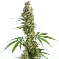 Eagle Bill (Sensi seeds) Cannabis Seeds