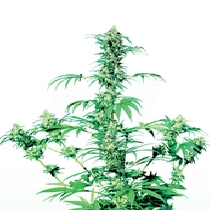 Early Girl (Sensi Seeds) Cannabis Seeds