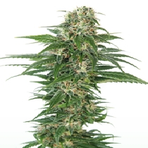 Early Skunk Auto (Sensi Seeds) Cannabis Seeds