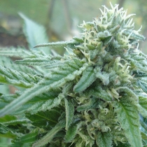 Early Skunk (Sensi Seeds) Cannabis Seeds