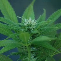 Ed Rosenthal Super Bud (Sensi Seeds) Cannabis Seeds