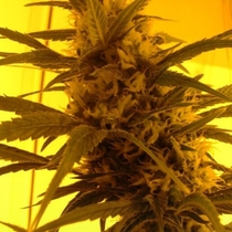 First Lady (Sensi Seeds) Cannabis Seeds