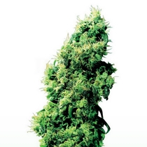 Four Way (Sensi Seeds) Cannabis Seeds