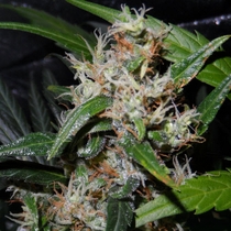 Guerilla's Gusto (Sensi Seeds) Cannabis Seeds