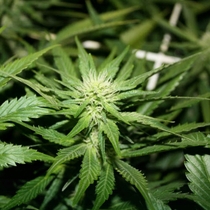 Hash Plant (Sensi Seeds) Cannabis Seeds