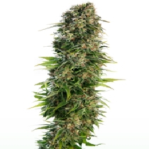 Hindu Kush Auto (Sensi Seeds) Cannabis Seeds