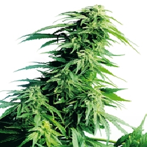 Hindu Kush (Sensi Seeds) Cannabis Seeds