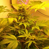 Hindu Kush (Sensi Seeds) Cannabis Seeds