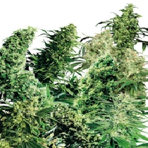 Indoor Mix (Sensi Seeds) Cannabis Seeds