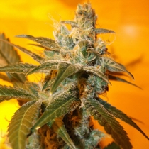 Jack Flash #5 (Sensi Seeds) Cannabis Seeds