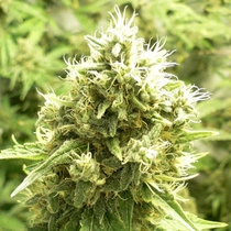 Jack Flash (Sensi Seeds) Cannabis Seeds