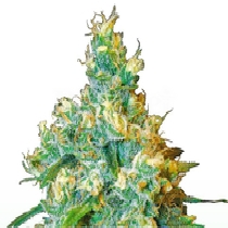 Jack Herer (Sensi Seeds) Cannabis Seeds