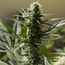 Jack Herer (Sensi Seeds) Cannabis Seeds