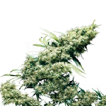 Jamaican Pearl (Sensi Seeds) Cannabis Seeds