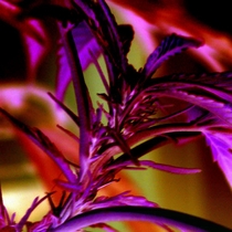 Jamaican Pearl (Sensi Seeds) Cannabis Seeds