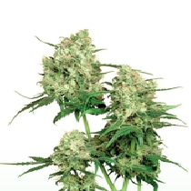 Maple Leaf Indica (Sensi Seeds) Cannabis Seeds