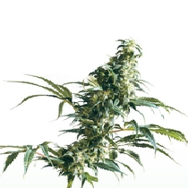 Mexican Sativa (Sensi Seeds) Cannabis Seeds