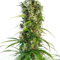 Michka (Sensi Seeds) Cannabis Seeds