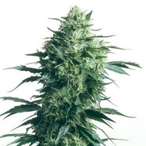 Mother's Finest (Sensi Seeds) Cannabis Seeds