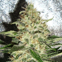 Mr Nice G13 X Hash Plant (Sensi Seeds) Cannabis Seeds