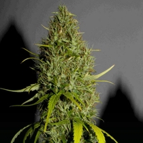 NL #5 x Haze (Sensi Seeds) Cannabis Seeds