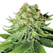 Northern Lights Automatic (Sensi Seeds) Cannabis Seeds