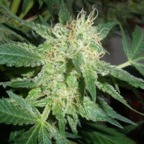 Northern Lights (Sensi Seeds) Cannabis Seeds