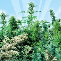 Outdoor Mix (Sensi Seeds) Cannabis Seeds