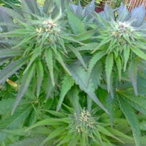 Ruderalis Indica (Sensi Seeds) Cannabis Seeds