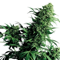 Shiva Shanti (Sensi Seeds) Cannabis Seeds