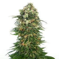 Shiva Skunk Automatic (Sensi Seeds) Cannabis Seeds