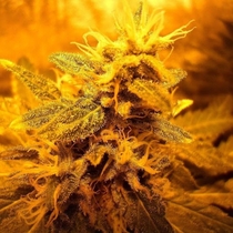 Shiva Skunk (Sensi Seeds) Cannabis Seeds